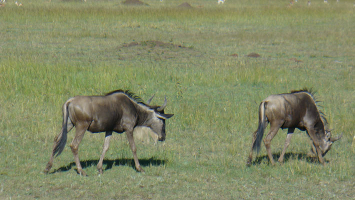 Buffles
