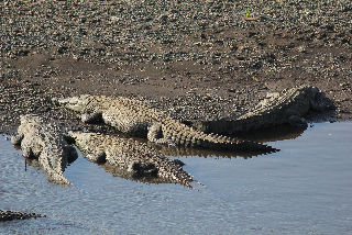 Crocodiles faisant la sieste