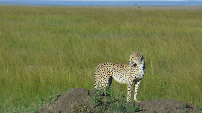 Gu&eacute;pard