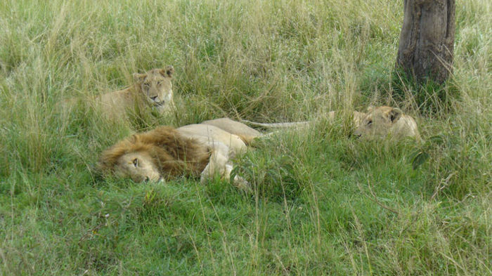Lion et ses lionnes
