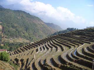 Sapa