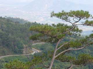 Dalat